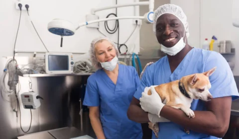 Alunos dizem o que acham do curso de Veterinária: Entre a paixão e os desafios reais